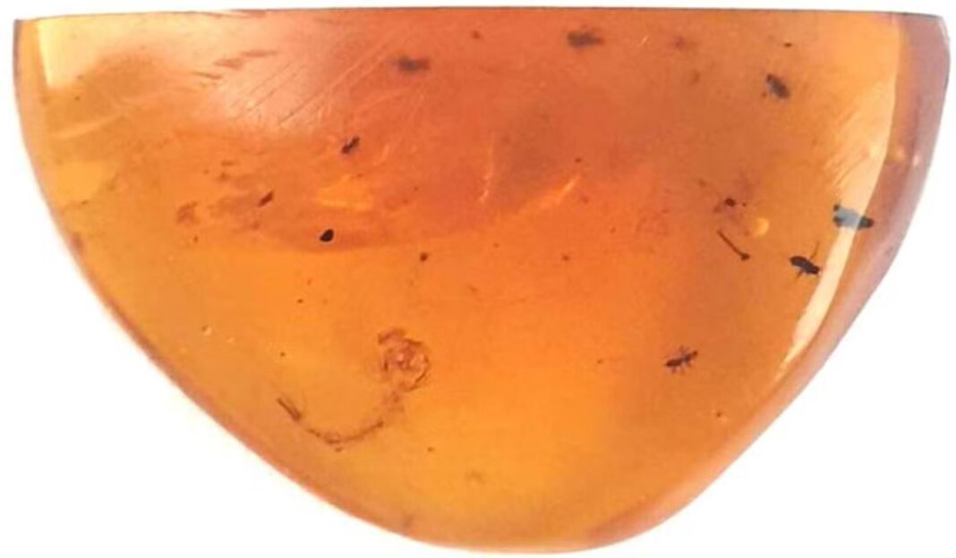 bbabb6197866fefa42943b2fb8cb5966